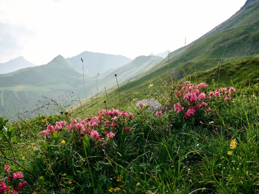 Alpenrose in Warth-Schröcken